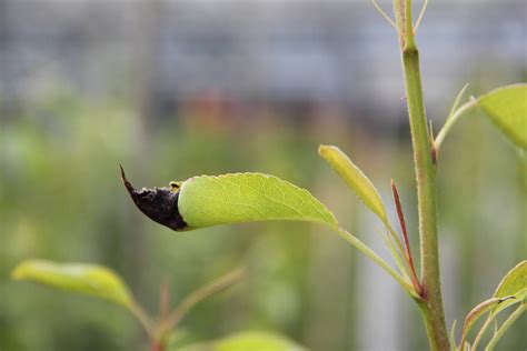 birnbaum schwarze triebspitzen